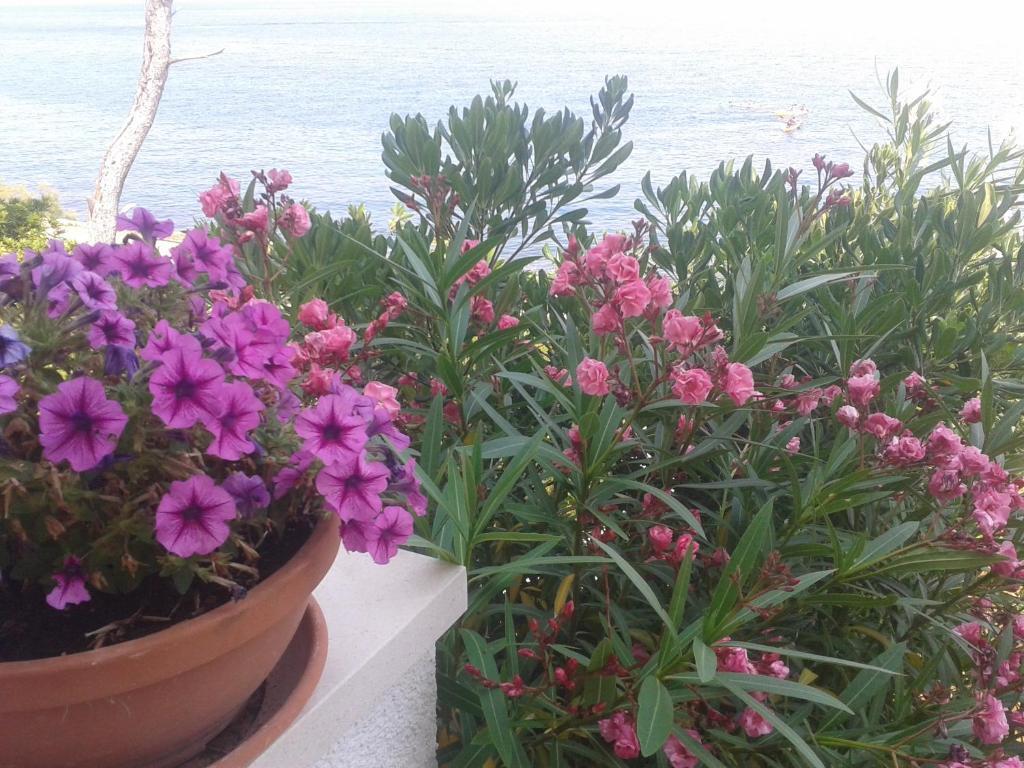 Sea Star Apartment Sutivan Εξωτερικό φωτογραφία